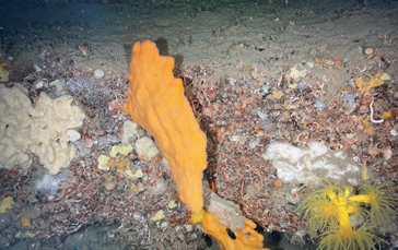 Éponges et corail Dendrophyllia cornigera sur un bloc rocheux du Canyon Lacaze-Duthiers.