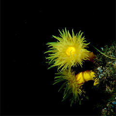 corail Dendrophilla cornigera