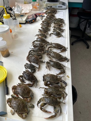 ALIEN OCCICAT Crabes