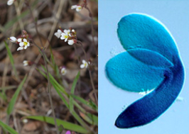 AALA Arabidopsis