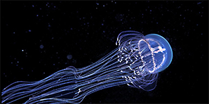 AALA meduses