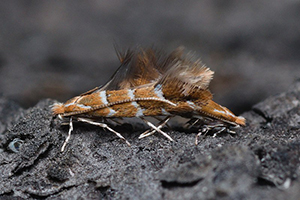 AALA Cameraria ohridella mating