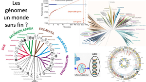 AALA genome