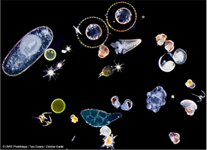 AALA plankton
