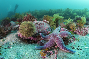 AALA Roest Crollius cnrs 20170126 0098 MD