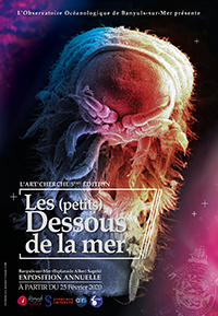 L'Art'cherche - Les (petits) Dessous de la Mer - Affiche - 2020