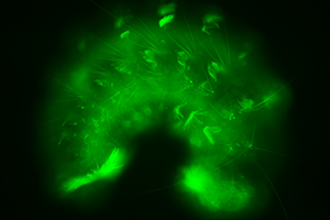 Fluorescence