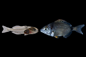petit poisson