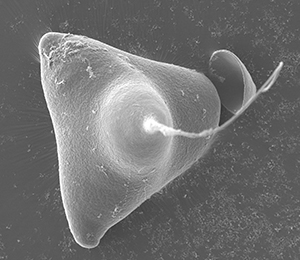 Parasites de poissons