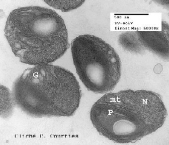 OOB BioPIC Microscope électronique à transmission - Ostreococcus - © Claude Courties / OOB