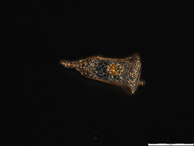 OOB BioPIC Microscopie champ large exemple