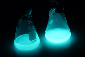 Bioluminescence de 2 de nos Vibrios symbiotiques de sépioles